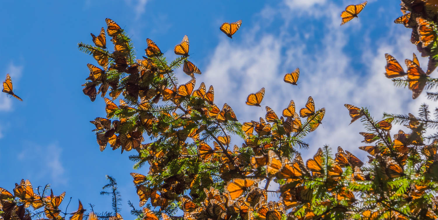 Maravíllese con millones de mariposas monarca
